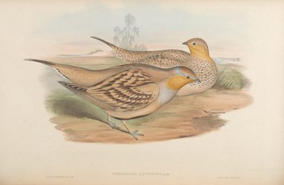 Pterocles guttatus = Pterocles senegallus door John Gould